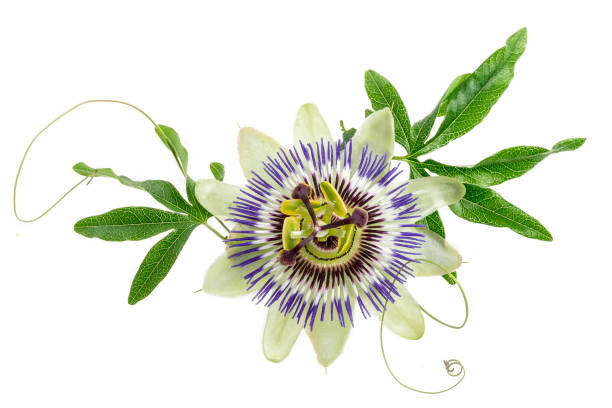 Passionflower for a healthy gut and brain functioning | bekome